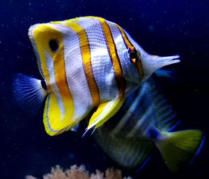 Close-up of fish swimming in sea