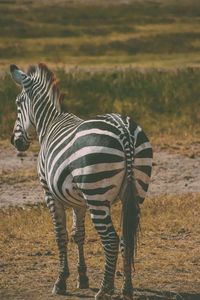 Zebra standing on field