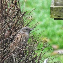 Bird perching on a tree