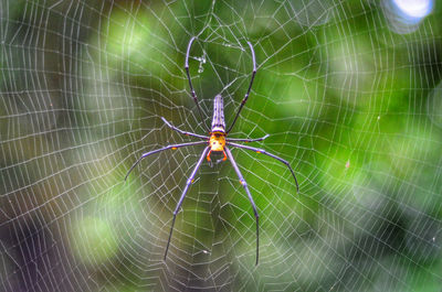 Close-up of spider on web