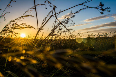 Surface level of grass on field against sunset sky