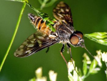 Close-up of insect on leaf