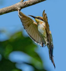 Close-up of bird flying against sky