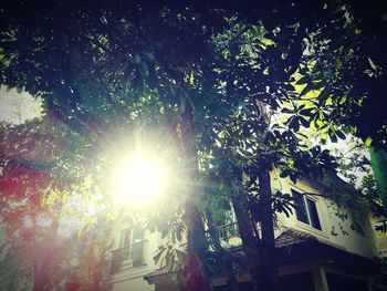 Low angle view of trees against sky