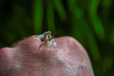 Close-up of insect on plant