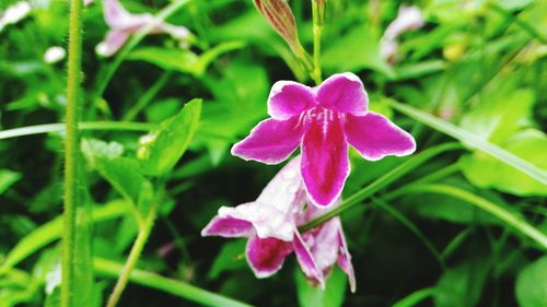 Close-up of pink flowers