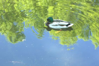 High angle view of duck swimming in lake