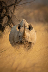 Black rhino stands facing camera in grass