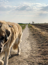 View of dog on field against sky