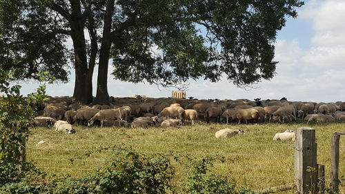 View of sheep on field against trees