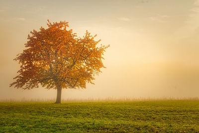 Tree on field against sky during sunset