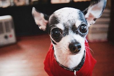 Close-up portrait of a dog