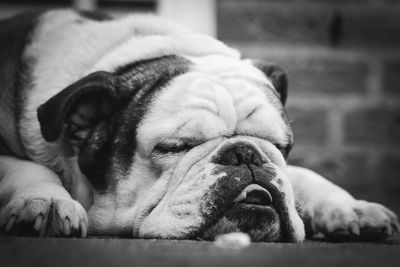 Close-up of dog relaxing on floor