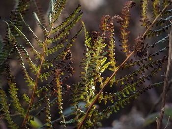 Close-up of plant