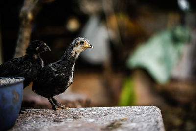 Close-up of a bird