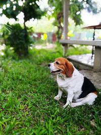 Dog sitting on field