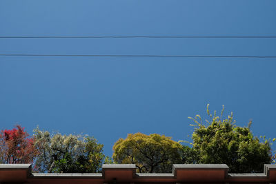 Trees against clear blue sky