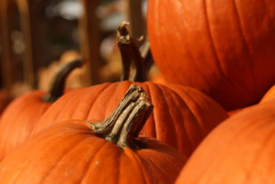 Close-up of pumpkin on wood