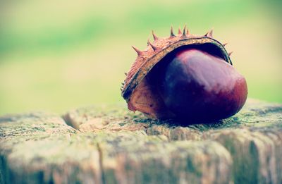 Close-up of apple on wood