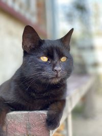 Close-up portrait of black cat