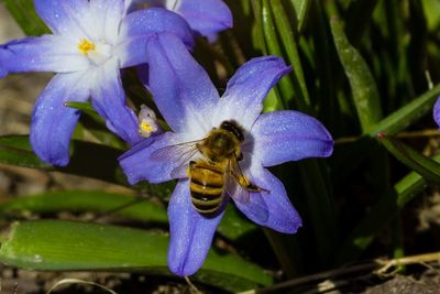 Close-up of bee pollinating flower