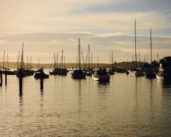 Sailboats in marina at sunset