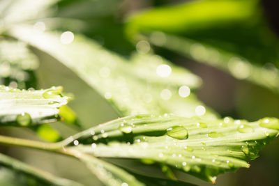 Close-up of raindrops on leaves