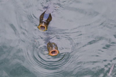 High angle view of fish swimming in lake