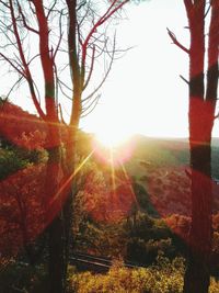 Sun shining through trees on field