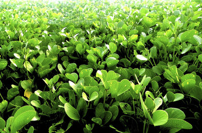 Full frame shot of plants growing on field