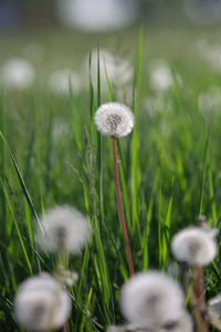 Close-up of dandelion on field