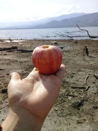 Person holding apple on land