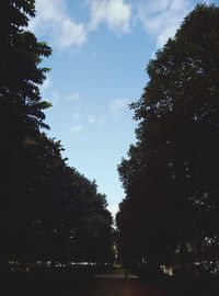 View of trees in park