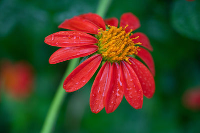 Close-up of wet red flower