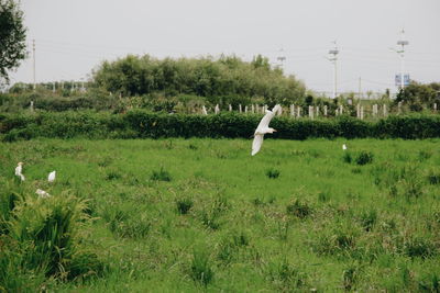 Bird on field against sky