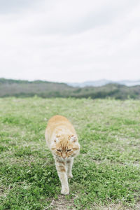 Cat in a field