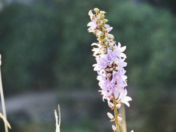 Close-up of flowers on branch