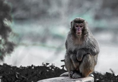 Close-up of monkey sitting outdoors