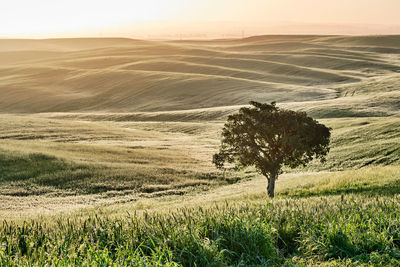 Scenic view of agricultural field against sky