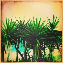 Low angle view of palm trees