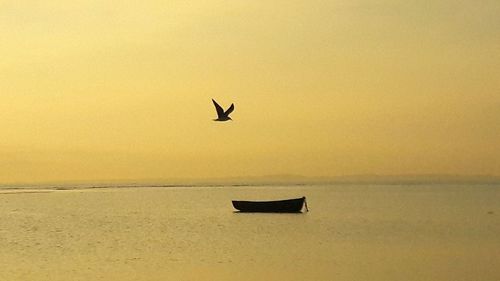 Silhouette bird flying over sea against sky during sunset