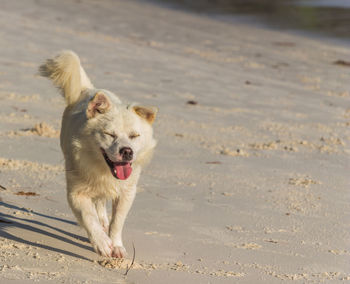 Dog on the beach