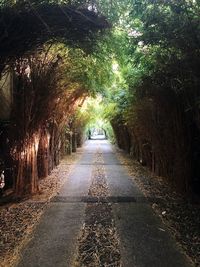 Empty road along trees in forest