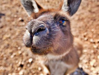 Curious kangaroo