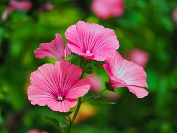 Close-up of pink flowering plant in park