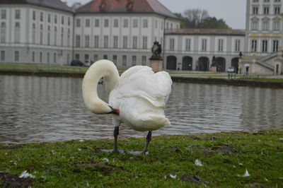 White swan in lake