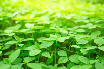 Close-up of leaves on field