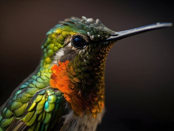 Close-up of bird