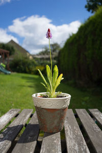Close-up of plant against sky