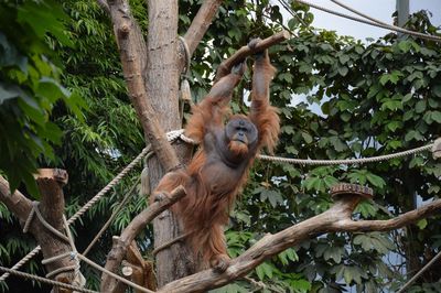 Monkey hanging on tree